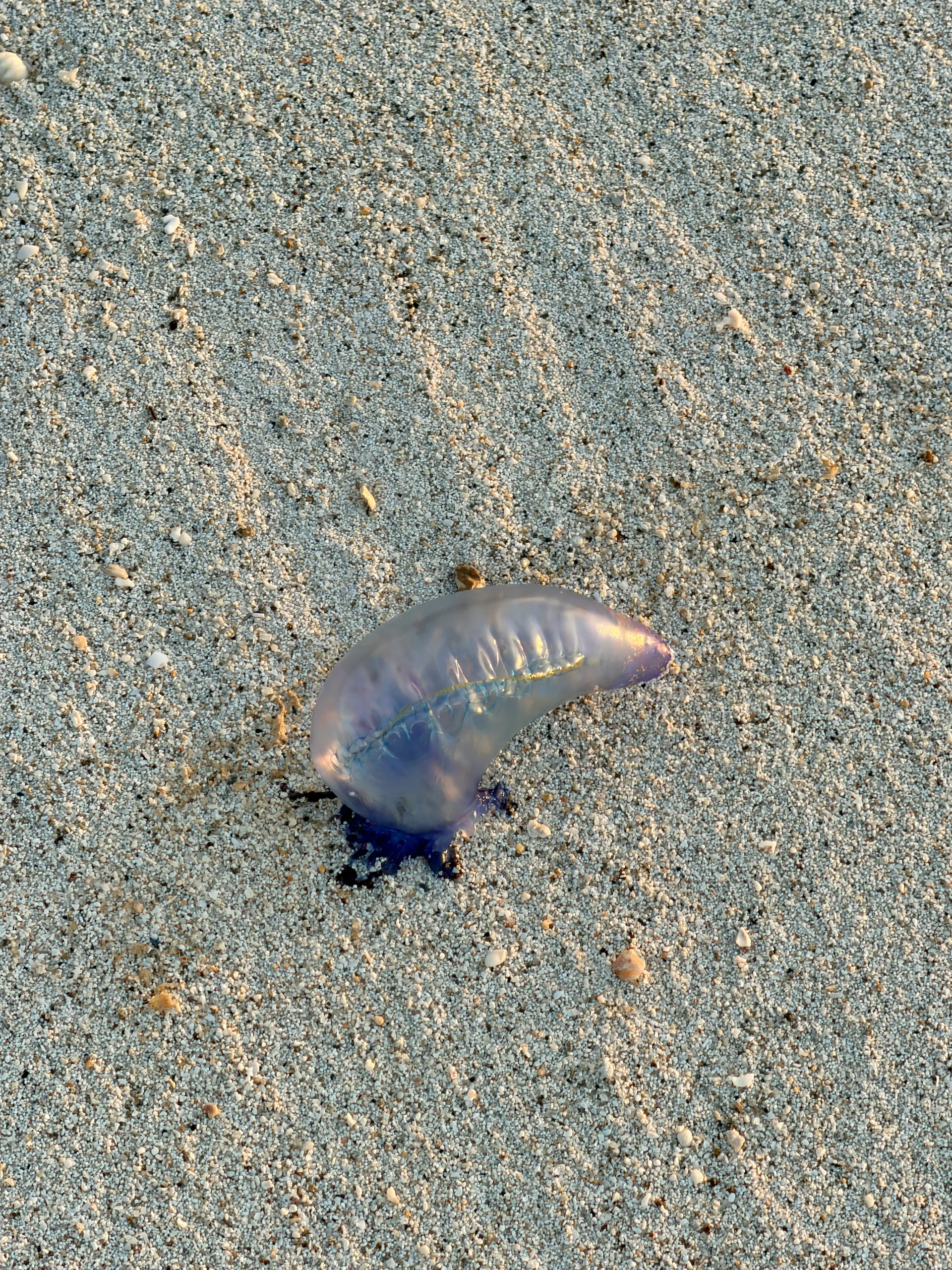 Une méduse translucide repose sur le sable de Playa Escondida, Colón, Panama. Sa forme délicate contraste avec le sable gris texturé, créant une scène de plage sereine.