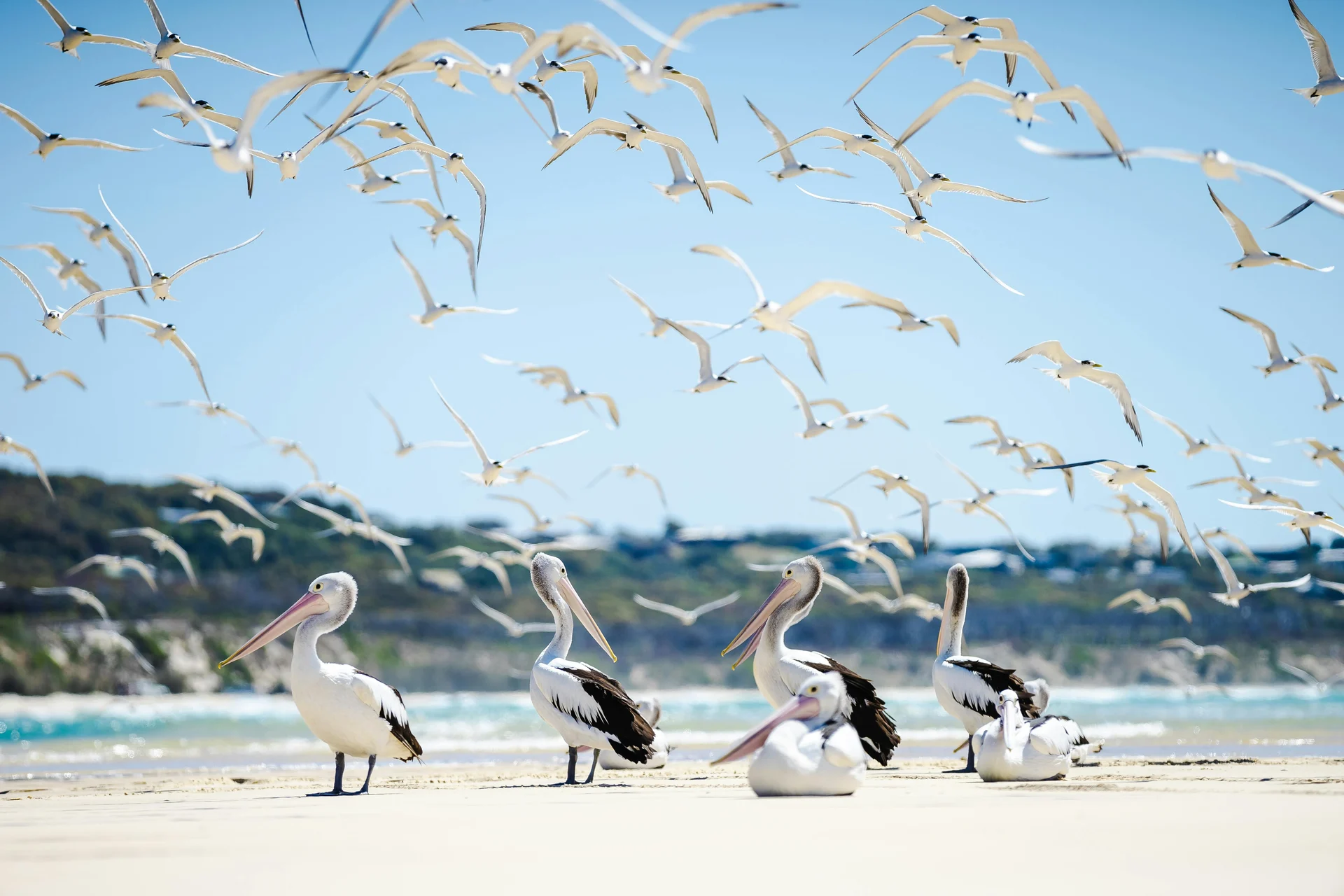 Isla Farallón Boat Excursion