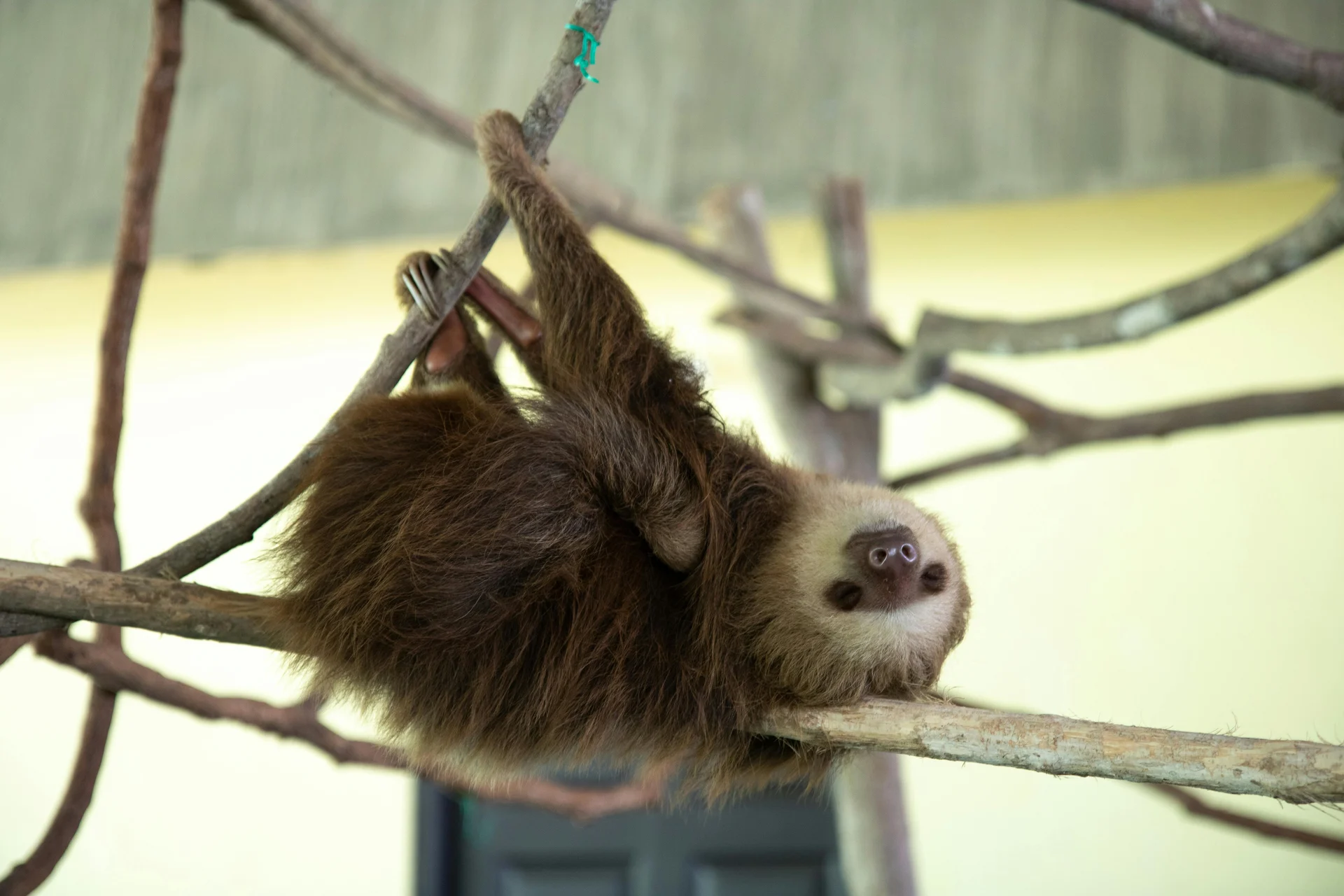 Sloths