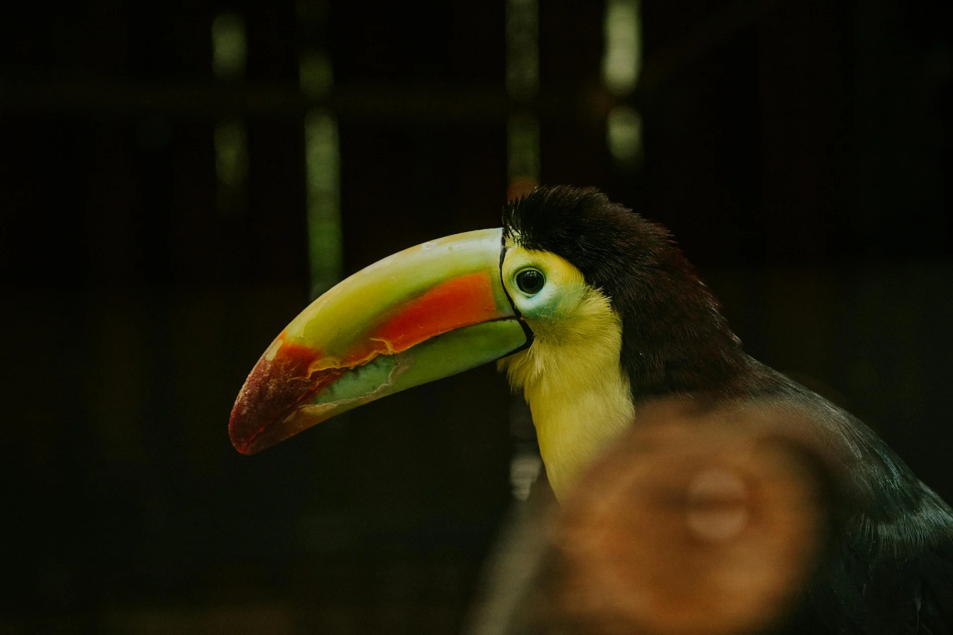 Safarick's Zoo