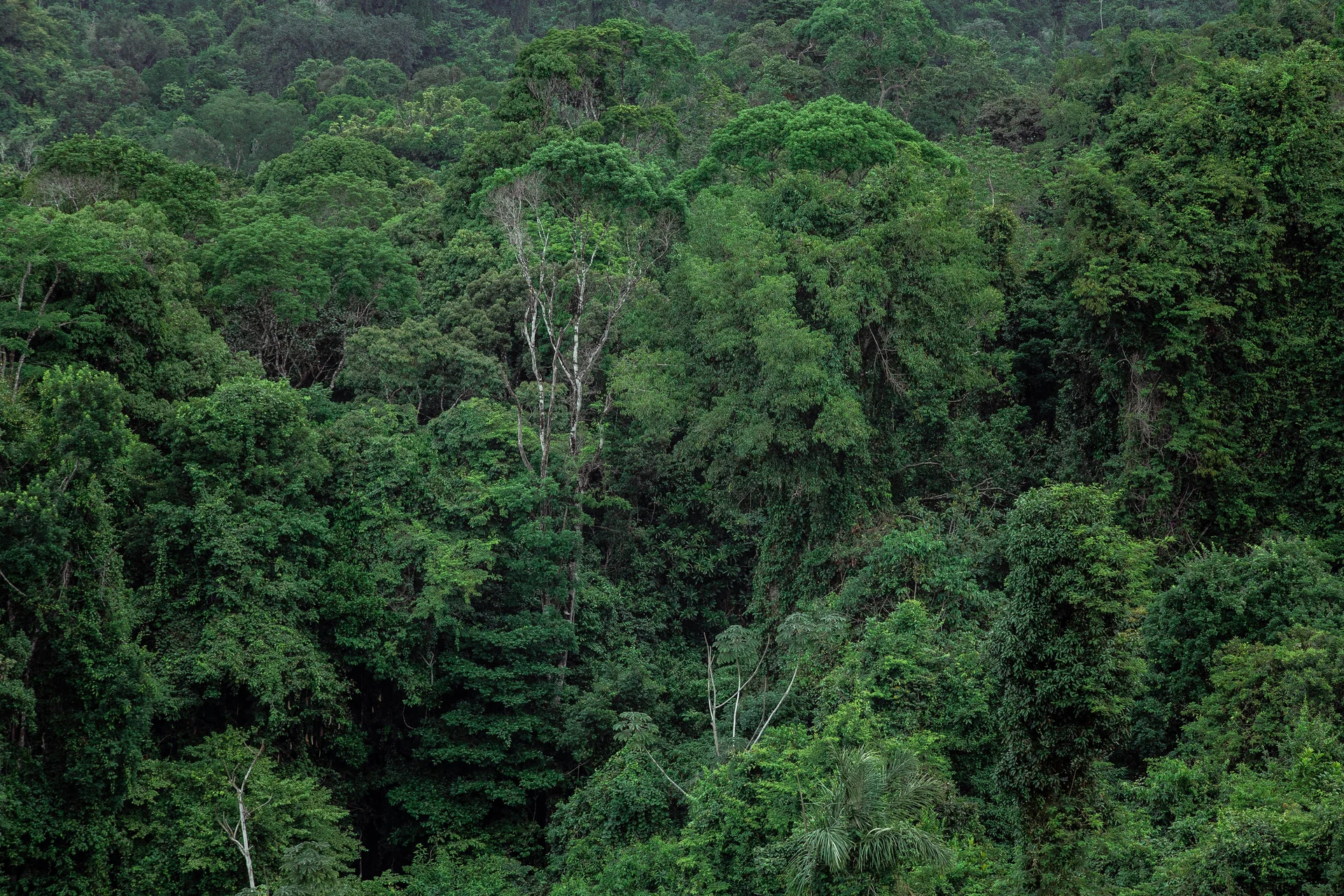Soberanía Rainforest Aerial Tram
